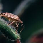 Ia Chasseuse Bugs Trouve Dizaines