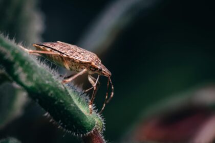 Ia Chasseuse Bugs Trouve Dizaines