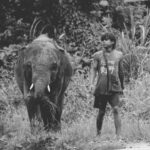 Décoloniser Notre Rapport Animaux Inventer