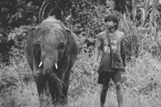 Décoloniser Notre Rapport Animaux Inventer