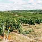 Adn Parlé Culture Vigne France