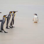 Manchots Dompter Ia Méthode Casse