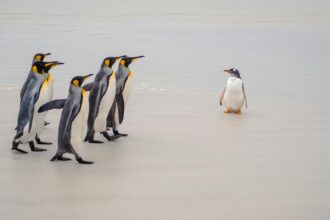 Manchots Dompter Ia Méthode Casse