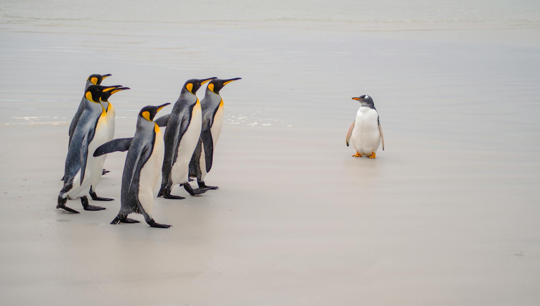 Manchots Dompter Ia Méthode Casse