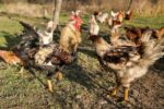 Grippe Aviaire Autres Zoonoses Prévention