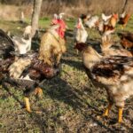 Grippe Aviaire Autres Zoonoses Prévention