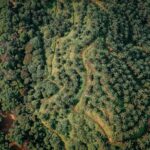 Couper Arbres Planter Cacao Étude