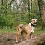 Collier Ia Traduire Votre Chien