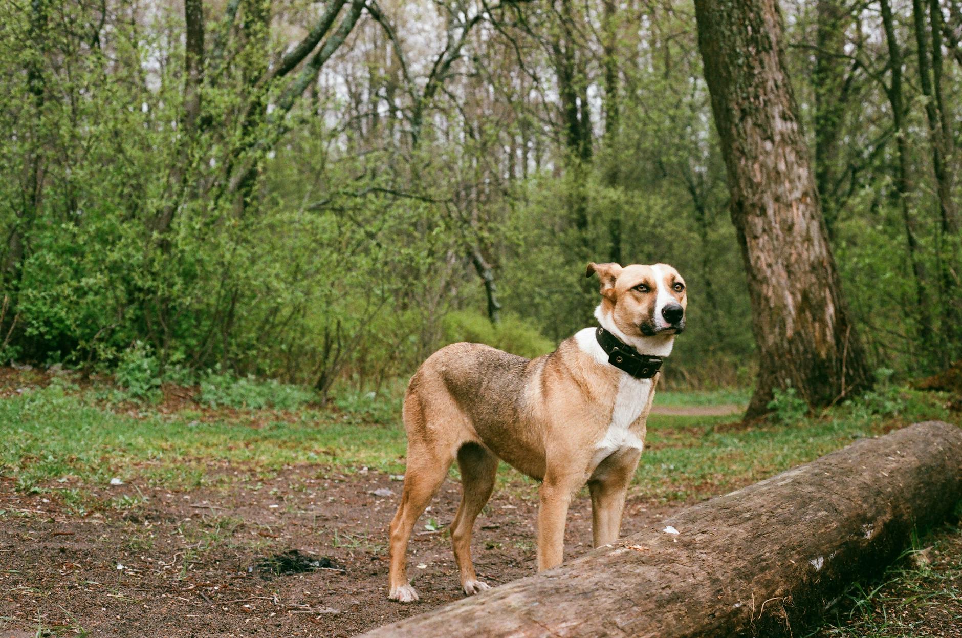 Collier Ia Traduire Votre Chien